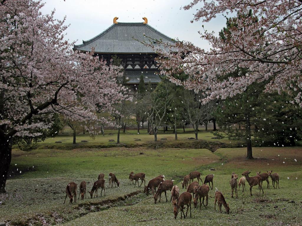 Hotel Raizan South Ōsaka Extérieur photo